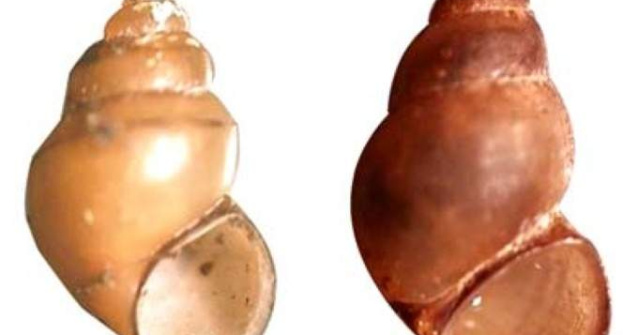 Iti place sexul? Multumeste-le parazitilor!