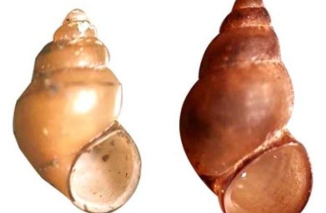 Iti place sexul? Multumeste-le parazitilor!