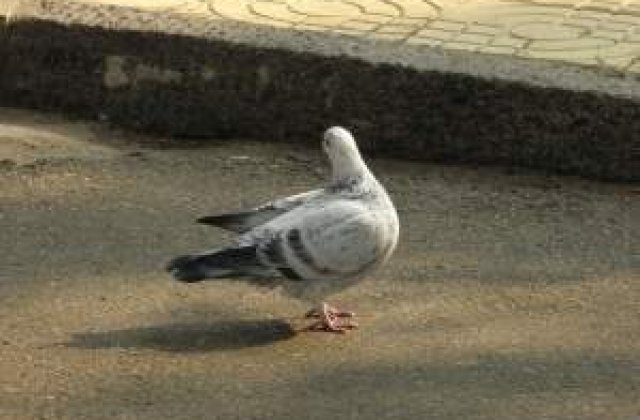 Un mesaj codat transmis de un porumbel calator, descoperit la 70 de ani dupa ce a fost trimis