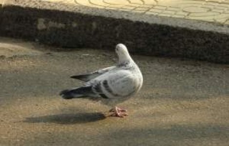 Un mesaj codat transmis de un porumbel calator, descoperit la 70 de ani dupa ce a fost trimis
