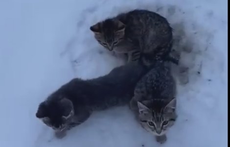 Cum au fost salvate trei pisici care aveau cozile prinse in gheata / V