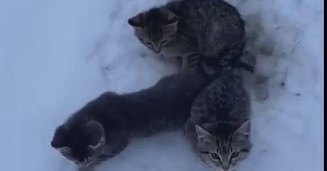 Cum au fost salvate trei pisici care aveau cozile prinse in gheata / V