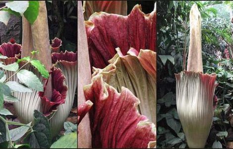 Floarea-cadavru: Cea mai urata planta din lume?