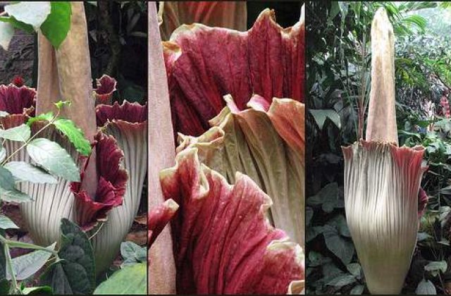 Floarea-cadavru: Cea mai urata planta din lume?