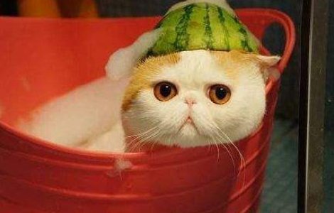 Studiul deceniului: Pozele cu animalute imbunatatesc performanta la locul de munca