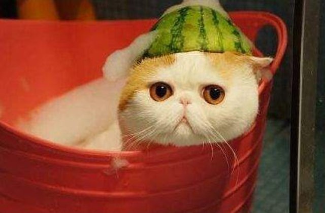 Studiul deceniului: Pozele cu animalute imbunatatesc performanta la locul de munca