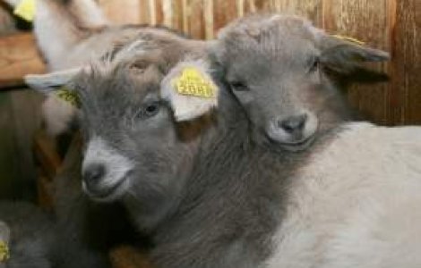 Germania: Vrem sa interzicem zoofilia printr-un proiect de lege