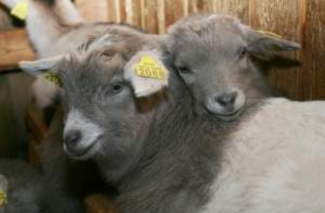 Germania: Vrem sa interzicem zoofilia printr-un proiect de lege