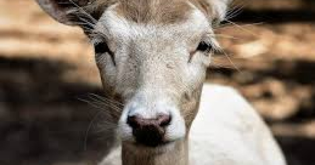 Mai multe caprioare au fost gasite moarte in Olt