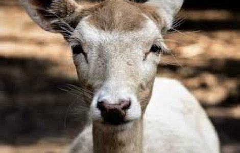 Mai multe caprioare au fost gasite moarte in Olt