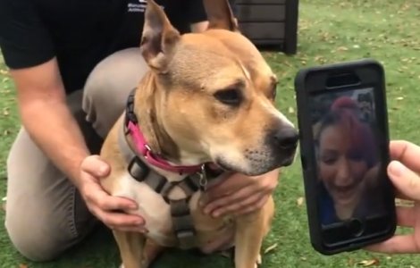 O tanara si-a regasit cainele pierdut de trei ani