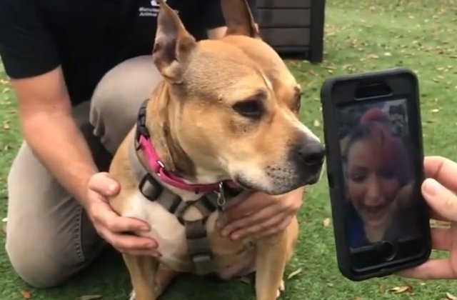 O tanara si-a regasit cainele pierdut de trei ani, dupa ce a fost folosit intr-o campanie virala de adoptii /VIDEO