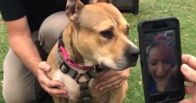 O tanara si-a regasit cainele pierdut de trei ani