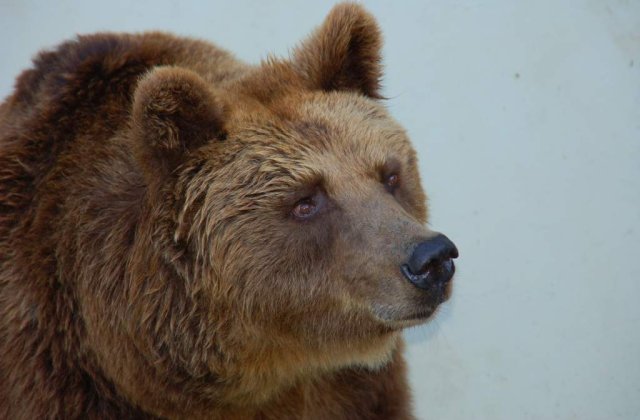 SOS: Specii si habitate ale Europei in pericol