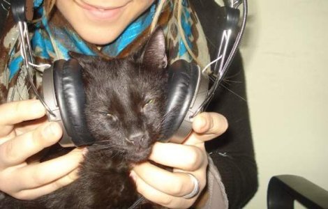 Pisicile isi exploateaza stapanii...prin tors