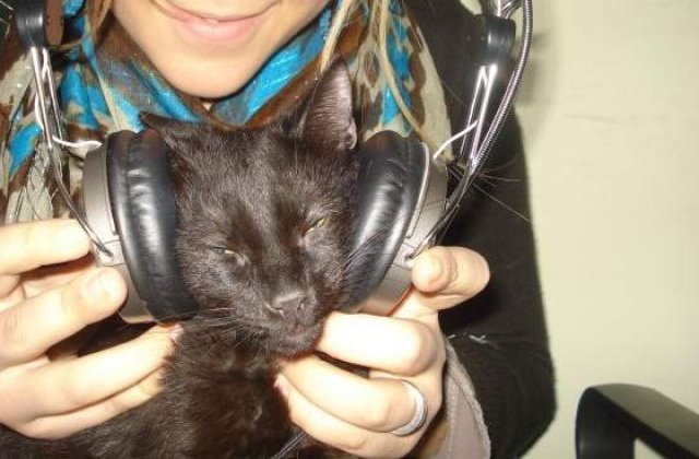 Pisicile isi exploateaza stapanii...prin tors