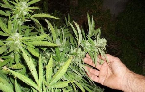 A fost descoperita o cultura de cannabis intr-un cort special amenajat din Oradea