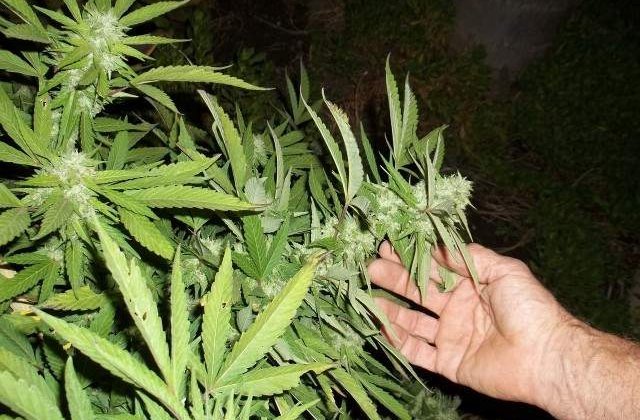A fost descoperita o cultura de cannabis intr-un cort special amenajat din Oradea