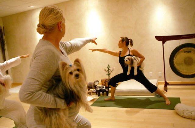 VIDEO: Caini+Yoga=Doga. Noul trend pentru posesorii de caini?