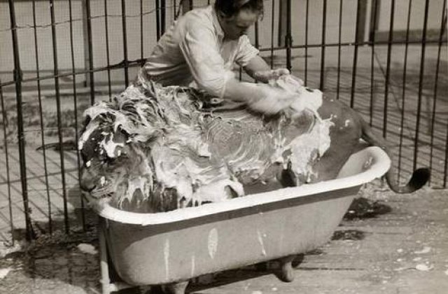 Fara animale salbatice la circ!