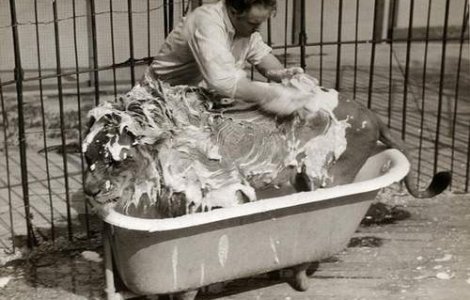 Fara animale salbatice la circ!