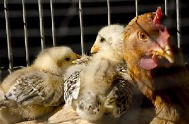 Ponta: Daca USL ia majoritate, Basescu o sa inghita porci, pisici si caini