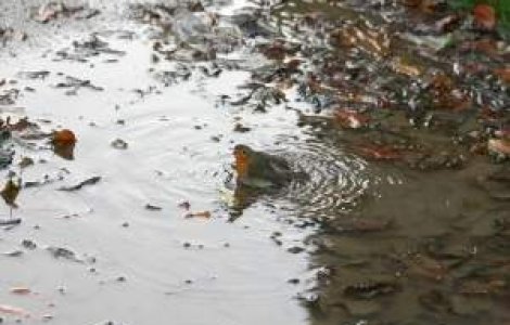 Meteo: Cum va fi vremea la inceputul lui decembrie?