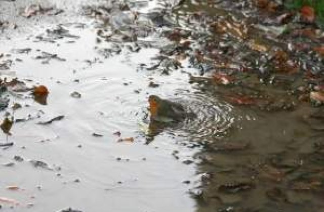 Meteo: Cum va fi vremea la inceputul lui decembrie?