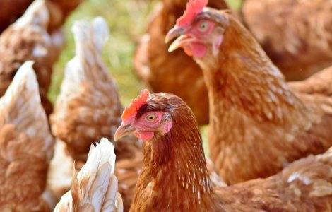 Agricola are o cifra de afaceri in crestere cu 8%