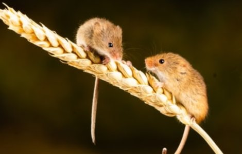 Fotografia anului cu animale salbatice: doi soricei care se "bat" pe m