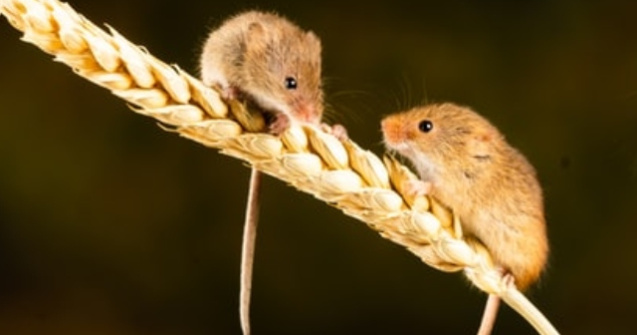 Fotografia anului cu animale salbatice: doi soricei care se "bat" pe m