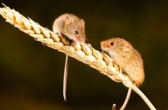 A fost aleasa fotografia anului cu animale salbatice: doi soricei care se "bat" pe mancare /FOTO