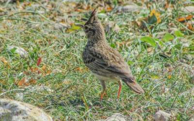 Costel Alexe: Ciocarlia si...