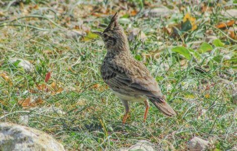 Costel Alexe: Ciocarlia si capra neagra vor fi protejate prin lege