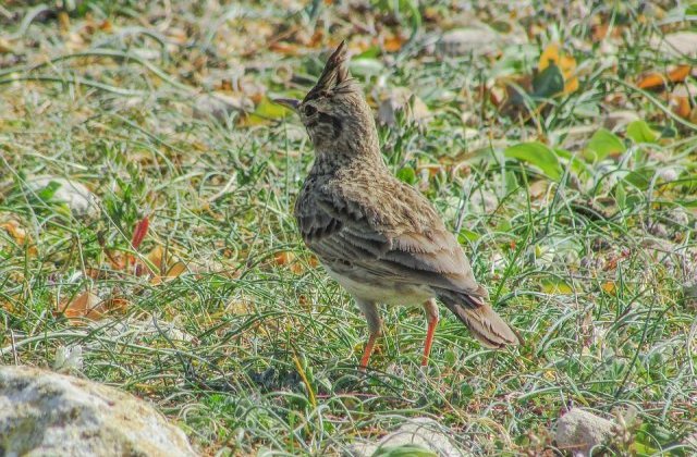 Costel Alexe: Ciocarlia si capra neagra vor fi protejate prin lege