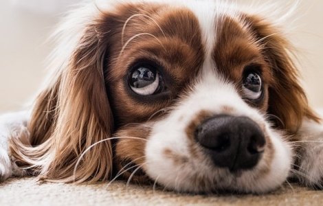 Proiect: Sterilizare gratuita pentru cainii si pisicile din Bucuresti