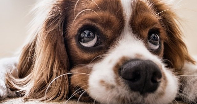 Proiect: Sterilizare gratuita pentru cainii si pisicile din Bucuresti