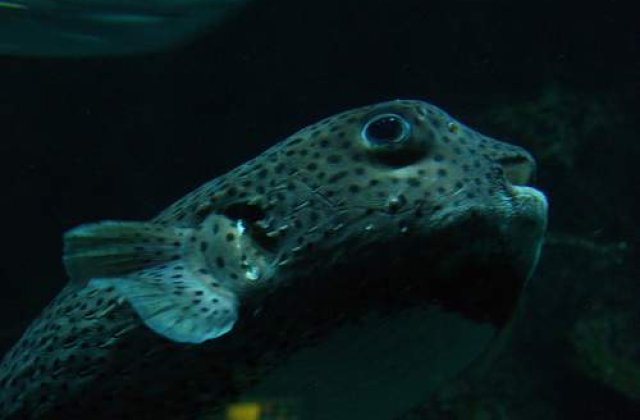 A prins un peste de doua ori mai mare decat ea