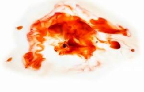 Probe noi impotriva lui Cioaca: Sangele Elodiei, pe tocul pistolului