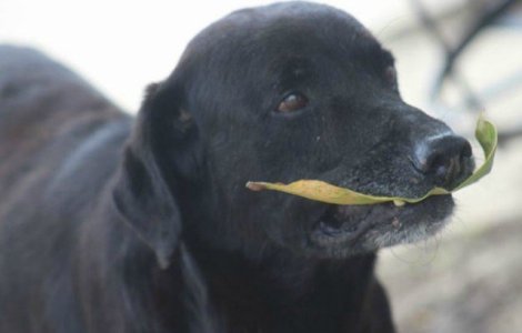 Barbat din Valcea acuzat ca a impuscat un caine