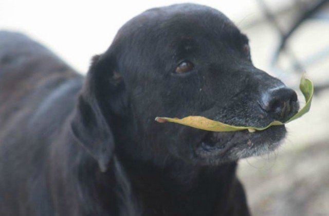 Barbat din Valcea acuzat ca a impuscat un caine