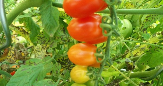 Reziduuri de pesticite cu valori mari decat limitele maxime admise in