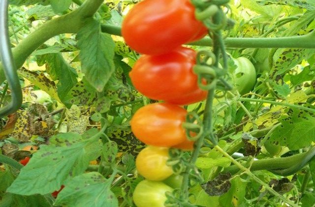 Reziduuri de pesticite cu valori mari decat limitele maxime admise in fructe si legume