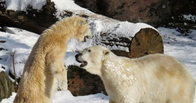 Ursii polari ar putea fi pe cale de disparitie