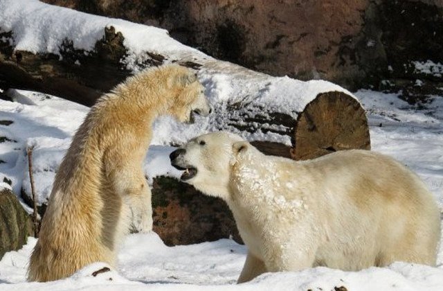 Ursii polari ar putea fi pe cale de disparitie. Acestia devin din ce in ce mai slabi si fac foarte putini pui