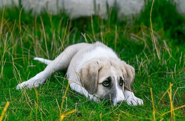 Un caine a donat sange pentru a salva alt patruped