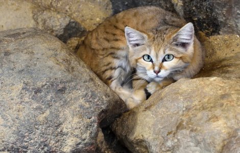  Top  10 animale care par dragute si inofensive, dar in realitate sunt peric