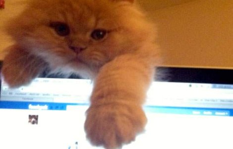 USL domina in toate sondajele - chiar si pe pagina de Facebook a ARD