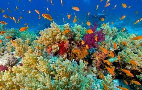 Va fi deschis primul hotel amplasat pe fundul marii