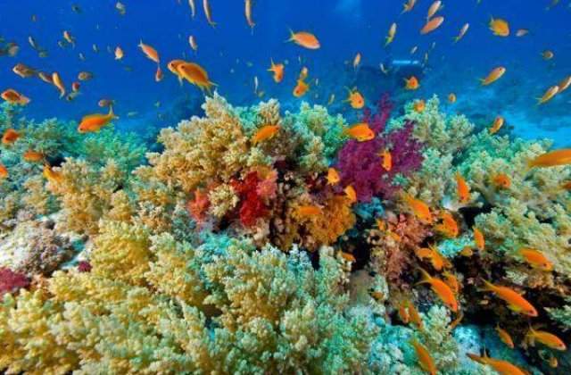 Va fi deschis primul hotel amplasat pe fundul marii